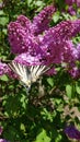 Scarce swallowtail butterfly Iphiclides Podalirius on luxuriant blooming lilac branch. Big butterfly with striped wings