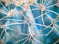 Abstract background of cactus close up. Echinocactus grusonii spineless form. Spine detail of big cactus. Cactus spines Royalty Free Stock Photo