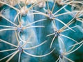 Abstract background of cactus close up. Echinocactus grusonii spineless form. Spine detail of big cactus. Cactus spines Royalty Free Stock Photo