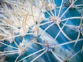 Abstract background of cactus close up. Echinocactus grusonii spineless form. Spine detail of big cactus. Cactus spines Royalty Free Stock Photo