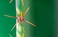 Abstract background cactus thorns