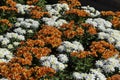 Abstract background of chrysanthemum flowers with with orange and white petals Royalty Free Stock Photo