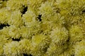 Abstract background of chrysanthemum flowers with yellow petals, Troyan Monastery, village Oreshak