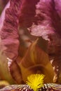 Abstract background. Close-up of a bearded iris flower in pink tones. Macro. Royalty Free Stock Photo