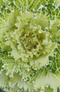 Abstract background close-up of decorative cabbage