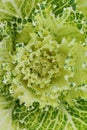 Abstract background close-up of decorative cabbage