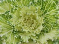 Abstract background close-up of decorative cabbage