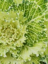 Abstract background close-up of decorative cabbage