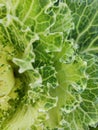 Abstract background close-up of decorative cabbage