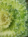 Abstract background close-up of decorative cabbage