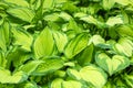 Close up of hosta leaves