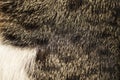 Abstract background : Close up, macro image of cat hair. Grey an