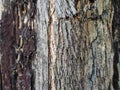 abstract background close up view of textured tree bark having various tree bark colors