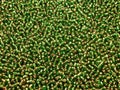 Abstract background of closeup beads. Royalty Free Stock Photo