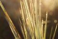 Abstract background closeup grass clump morning time gold light and Blur