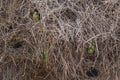 Abstract Background: Closeup of Gray Cheeked Parakeets in Nest Royalty Free Stock Photo