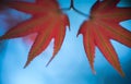 Abstract background - Closeup of red maple leaf on blue sky Royalty Free Stock Photo