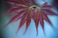 Abstract background - Closeup of red maple leaf Royalty Free Stock Photo