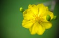 Abstract background - Closeup of Yellow apricot flowers bloom in the New Year's Day Royalty Free Stock Photo