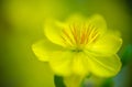 Abstract background - Closeup of Yellow apricot flowers bloom in the New Year's Day Royalty Free Stock Photo