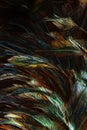 Abstract background colorful and dark shadow of Feather Royalty Free Stock Photo