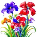 Abstract background with colorful decorative irises flowers