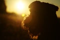 Abstract background colors silhouette dog against the orange red sunset Royalty Free Stock Photo