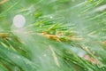 Abstract background of conifer evergreen fir-tree branches with water drops after rain, blurred, soft selective focus