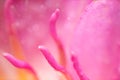 Abstract background created by soft close-up macro photography