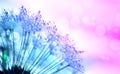 Abstract background with dandelion blowing in dew drops Royalty Free Stock Photo