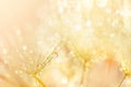 Abstract background of dandelion with shining drops. Natural background Royalty Free Stock Photo