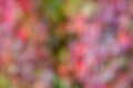 Abstract background defocused blurry image of autumn foliage of wild grapes, a pattern of green, red, purple, scarlet and maroon