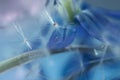 Abstract background with delicate blue artistic image of dandelion seeds on a blue background flower Scilla Siberian, select Royalty Free Stock Photo