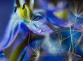Abstract background with delicate blue artistic image of dandelion seeds on a blue background flower Scilla Siberian, select Royalty Free Stock Photo