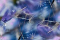 Abstract background with delicate blue artistic image of dandelion seeds on a blue background flower Scilla Siberian, select Royalty Free Stock Photo
