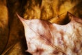 Detail of golden autumn leaves Royalty Free Stock Photo