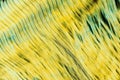 Abstract background, dried banana leaf closeup, toned Royalty Free Stock Photo