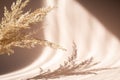 Abstract background with dried pampas grass and shadows on beige wall. Floral silhouette on beige background