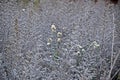 Abstract background with dried plants Royalty Free Stock Photo