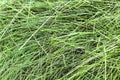 Abstract background of dry green hay. The natural texture of dry straw is made from dry grass. Pet food Royalty Free Stock Photo