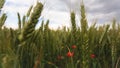 Abstract background of ears of young green wheat and weeds of poppy flowers Royalty Free Stock Photo