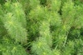 abstract background from equisetum leaves