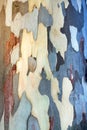 Background of eucalyptus bark Royalty Free Stock Photo