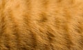 Abstract background with feline orange cat tiger fur pattern and texture.