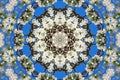 Abstract background of floral pattern of a kaleidoscope Royalty Free Stock Photo