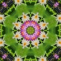 Abstract background of flower pattern of kaleidoscope. pink green background fractal mandala. kaleidoscopic arabesque Royalty Free Stock Photo