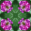 Abstract background of flower pattern of kaleidoscope. pink green background fractal mandala. kaleidoscopic arabesque Royalty Free Stock Photo