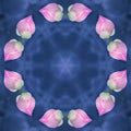 abstract background of flower pattern of a kaleidoscope. pink purple blue background fractal mandala Royalty Free Stock Photo