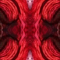 abstract background of flower pattern of kaleidoscope. red black background fractal mandala. kaleidoscopic arabesque Royalty Free Stock Photo