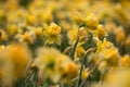 Abstract background of flowers. Close-up.